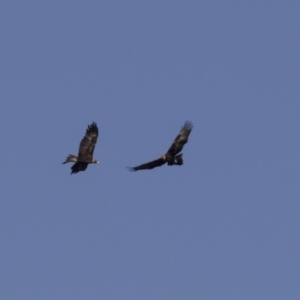 Aquila audax at Tuggeranong Hill - 2 Aug 2018 02:06 PM