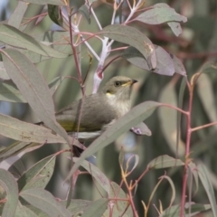 Ptilotula fusca (Fuscous Honeyeater) at Tuggeranong Hill - 2 Aug 2018 by Alison Milton