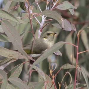 Ptilotula fusca at Tuggeranong Hill - 2 Aug 2018 12:48 PM