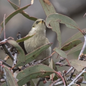 Ptilotula fusca at Tuggeranong Hill - 2 Aug 2018 12:48 PM