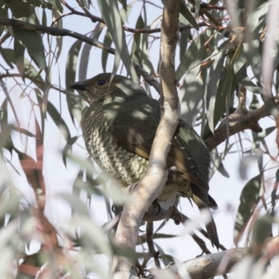 Ptilonorhynchus violaceus (Satin Bowerbird) at Tuggeranong Hill - 2 Aug 2018 by AlisonMilton