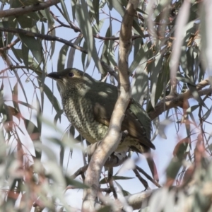 Ptilonorhynchus violaceus at Tuggeranong Hill - 2 Aug 2018 12:25 PM