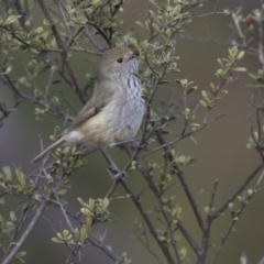 Acanthiza pusilla (Brown Thornbill) at Tuggeranong Hill - 2 Aug 2018 by Alison Milton