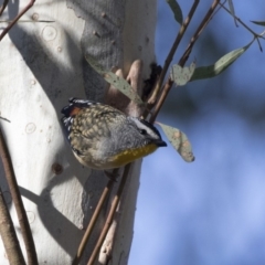 Pardalotus punctatus (Spotted Pardalote) at ANBG - 3 Aug 2018 by Alison Milton