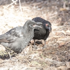 Corcorax melanorhamphos (White-winged Chough) at ANBG - 3 Aug 2018 by AlisonMilton