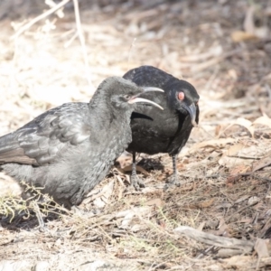 Corcorax melanorhamphos at ANBG - 3 Aug 2018 02:05 PM