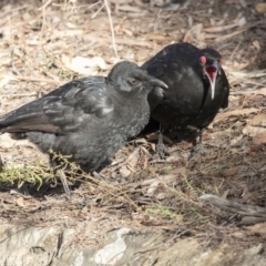 Corcorax melanorhamphos at ANBG - 3 Aug 2018 02:05 PM