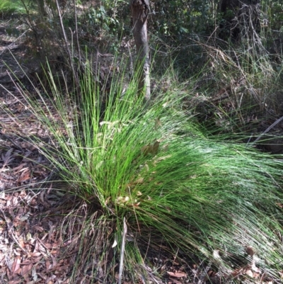 Lepidosperma urophorum (Tailed Rapier-sedge) at EDM Private Property - 4 Aug 2018 by Evelynm