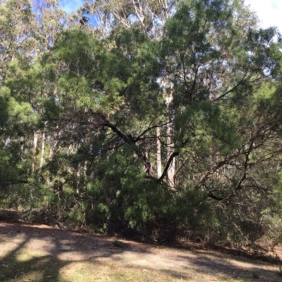 Acacia mabellae (Black Wattle) at EDM Private Property - 4 Aug 2018 by Evelynm