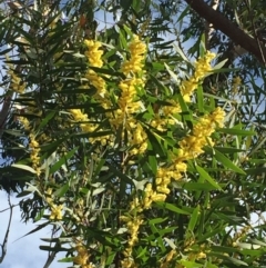 Acacia longifolia subsp. longifolia (sallow or Sydney golden wattle) at  - 4 Aug 2018 by Evelynm
