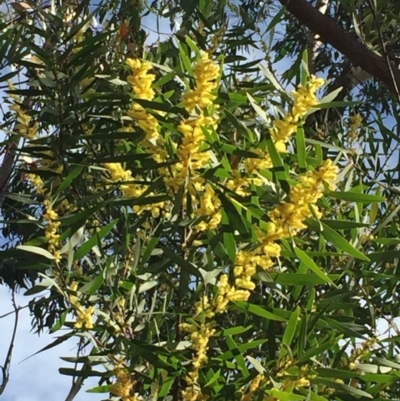 Acacia longifolia subsp. longifolia (sallow or Sydney golden wattle) at  - 4 Aug 2018 by Evelynm