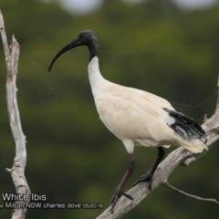 Threskiornis molucca (Australian White Ibis) at Undefined - 25 May 2018 by CharlesDove