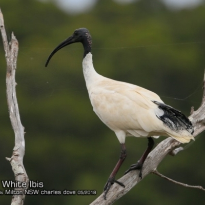 Threskiornis molucca (Australian White Ibis) at Undefined - 25 May 2018 by CharlesDove