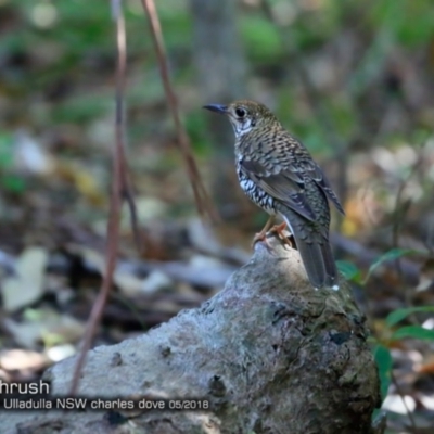Zoothera lunulata (Bassian Thrush) at Undefined - 26 May 2018 by Charles Dove