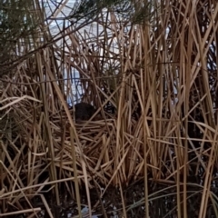 Hydromys chrysogaster (Rakali or Water Rat) at Belconnen, ACT - 4 Aug 2018 by tom.tomward@gmail.com