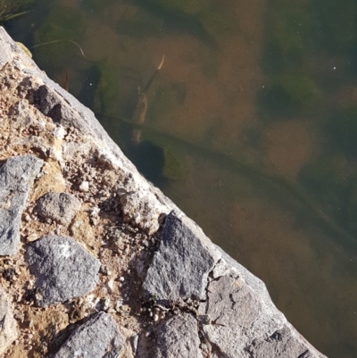 Hydromys chrysogaster (Rakali or Water Rat) at Belconnen, ACT - 6 May 2018 by tom.tomward@gmail.com