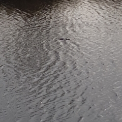 Ornithorhynchus anatinus (Platypus) at Bombala, NSW - 19 Jul 2018 by tom.tomward@gmail.com