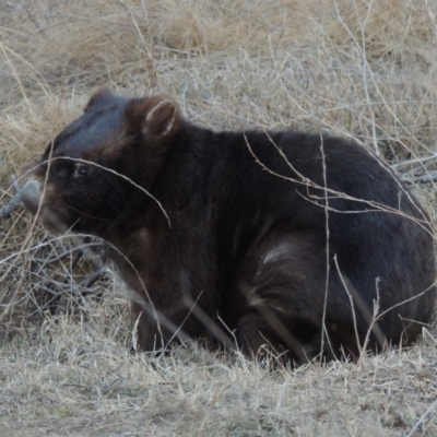 Vombatus ursinus (Bare-nosed Wombat) at Bullen Range - 25 Jul 2018 by MichaelBedingfield