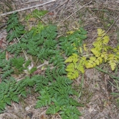 Conium maculatum (Hemlock) at Bullen Range - 25 Jul 2018 by michaelb