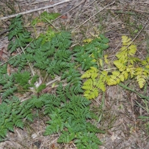 Conium maculatum at Bullen Range - 25 Jul 2018 07:17 PM