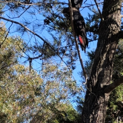 Calyptorhynchus lathami (Glossy Black-Cockatoo) at Undefined - 4 Aug 2018 by Paul H