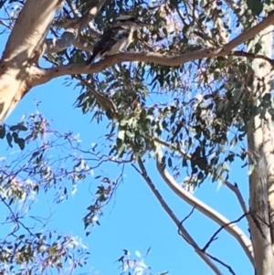 Dacelo novaeguineae at Hughes, ACT - 5 Aug 2018 11:21 AM