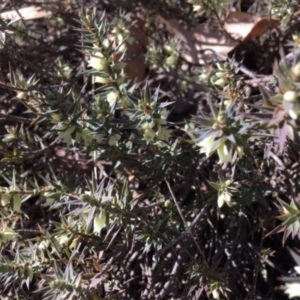 Melichrus urceolatus at Hughes, ACT - 5 Aug 2018