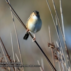 Cisticola exilis (Golden-headed Cisticola) at Undefined - 23 May 2018 by CharlesDove