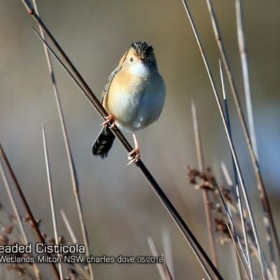 Cisticola exilis (Golden-headed Cisticola) at Undefined - 23 May 2018 by CharlesDove