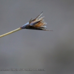 Ptilothrix deusta at South Pacific Heathland Reserve - 24 May 2018 by CharlesDove