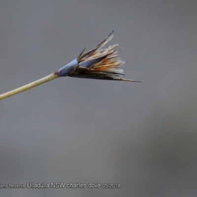 Ptilothrix deusta at South Pacific Heathland Reserve - 24 May 2018 by CharlesDove