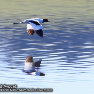 Recurvirostra novaehollandiae (Red-necked Avocet) at Undefined - 22 May 2018 by Charles Dove