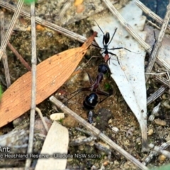 Leptomyrmex erythrocephalus (Spider ant) at Ulladulla, NSW - 24 May 2018 by CharlesDove