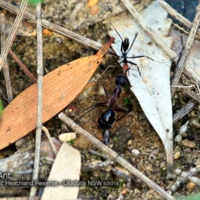 Leptomyrmex erythrocephalus (Spider ant) at Ulladulla, NSW - 24 May 2018 by CharlesDove