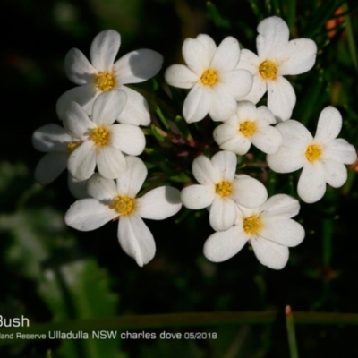 Ricinocarpos pinifolius (Wedding Bush) at South Pacific Heathland Reserve - 24 May 2018 by CharlesDove