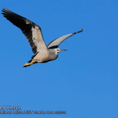 Egretta novaehollandiae (White-faced Heron) at Undefined - 26 May 2018 by CharlesDove