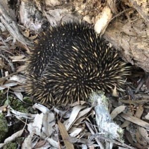 Tachyglossus aculeatus at Wamboin, NSW - 5 Aug 2018 03:57 PM