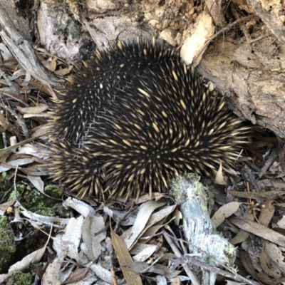 Tachyglossus aculeatus (Short-beaked Echidna) at Wamboin, NSW - 5 Aug 2018 by LSP