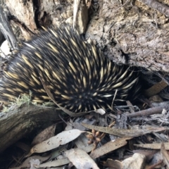 Tachyglossus aculeatus at Wamboin, NSW - 5 Aug 2018 03:57 PM