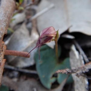 Acianthus collinus at Canberra Central, ACT - suppressed