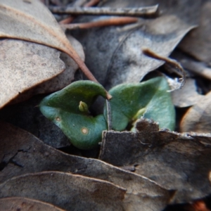 Acianthus collinus at Canberra Central, ACT - suppressed