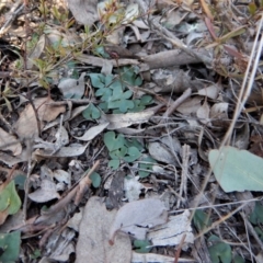 Acianthus collinus at Canberra Central, ACT - suppressed