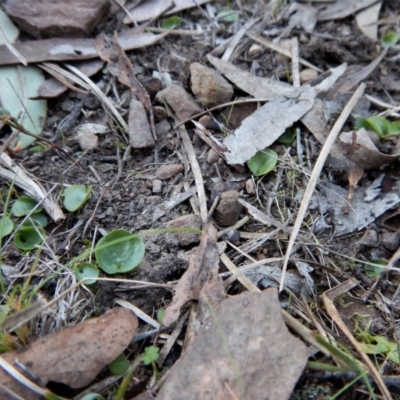 Corysanthes incurva (Slaty Helmet Orchid) at Canberra Central, ACT - 1 Aug 2018 by CathB