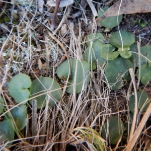 Corysanthes hispida at Canberra Central, ACT - suppressed