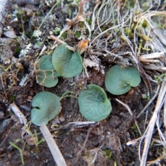 Corysanthes hispida at Canberra Central, ACT - suppressed