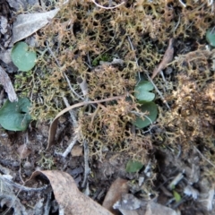 Corysanthes hispida at Canberra Central, ACT - suppressed