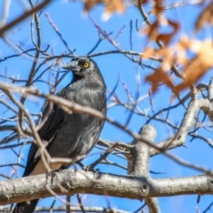 Strepera graculina (Pied Currawong) at Campbell, ACT - 5 Aug 2018 by frostydog