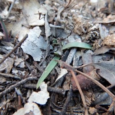 Cyanicula caerulea (Blue Fingers, Blue Fairies) at Aranda, ACT - 29 Jul 2018 by CathB