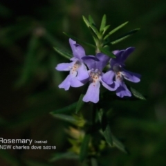 Westringia fruticosa (Native Rosemary) at Narrawallee Creek Nature Reserve - 15 May 2018 by CharlesDove