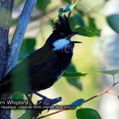 Psophodes olivaceus (Eastern Whipbird) at Ulladulla, NSW - 16 May 2018 by Charles Dove